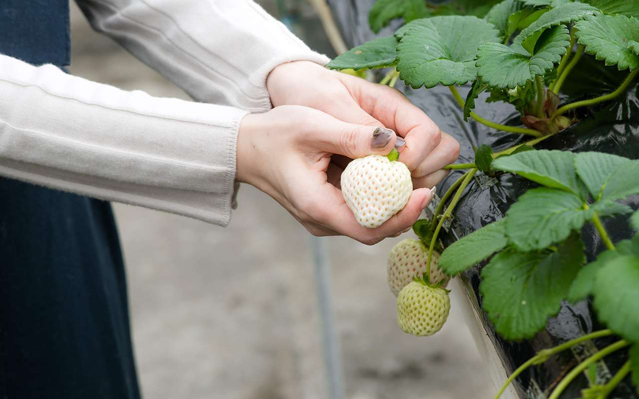 狩り 滋賀 いちご 2021年滋賀県のイチゴ狩りなら絶対おすすめ！人気の食べ放題や駅近も紹介｜観光・体験予約